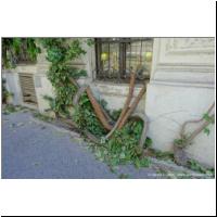 2019-06-29 Muenzwardeingasse Begruenung 02.jpg